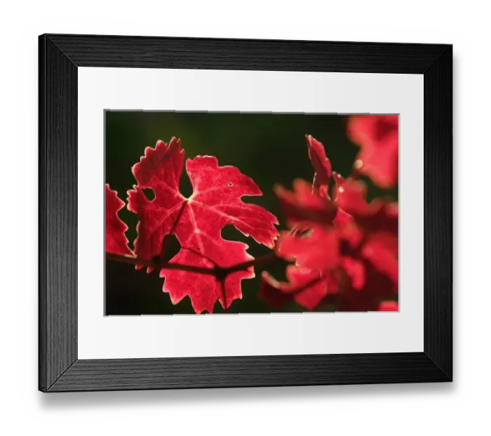Framed Print : Bright reds and yellows leaves of Cabernet Sauvignon vines in a Napa Valley vineyard near Oakville Framed Print : Bright reds and yellows leaves of Cabernet Sauvignon vines in a Napa Valley vineyard near Oakville