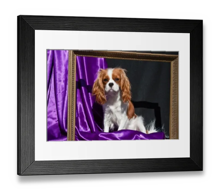Framed Print : A Cavalier King Charles Spaniel sitting in a gold frame with a purple and black background