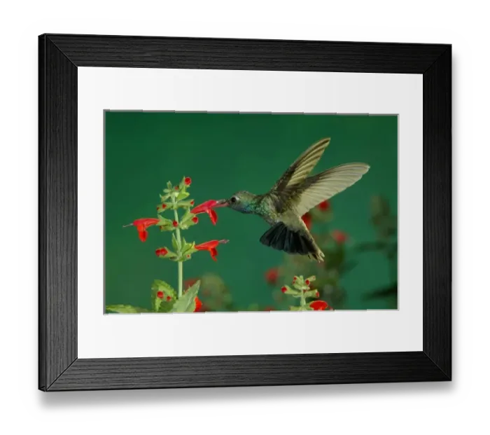 Framed Print : USA, North America, Arizona Framed Print : USA, North America, Arizona