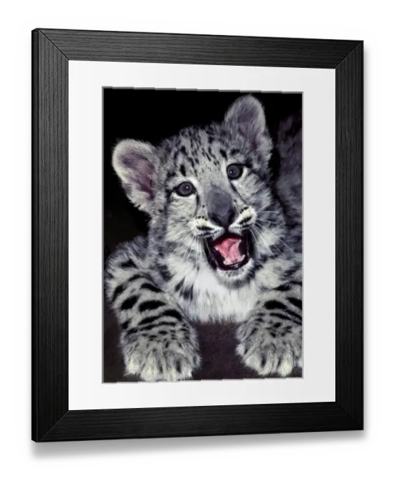 Framed Print : USA, California, Los Angeles County. Close-up of curious snow leopard at Wildlife