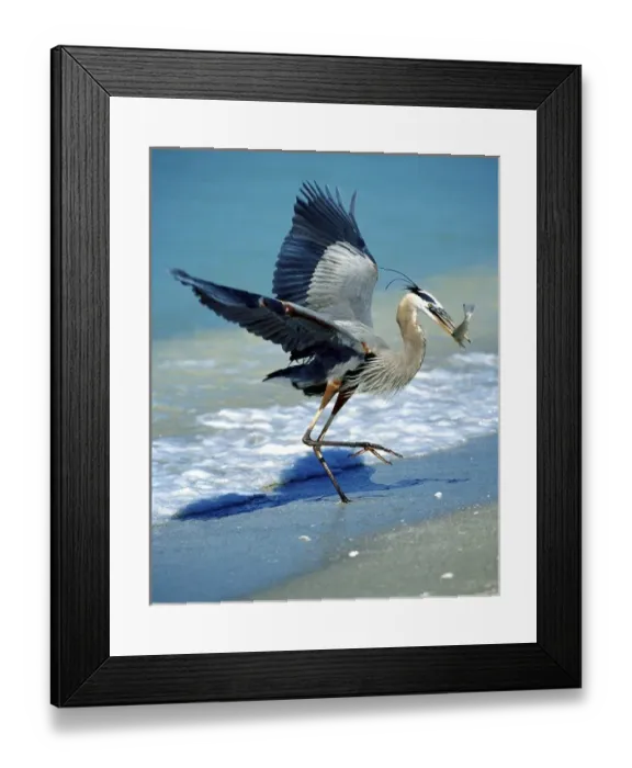 Framed Print : USA, Florida, Captiva Island. Great blue heron on beach catching fish Framed Print : USA, Florida, Captiva Island. Great blue heron on beach catching fish