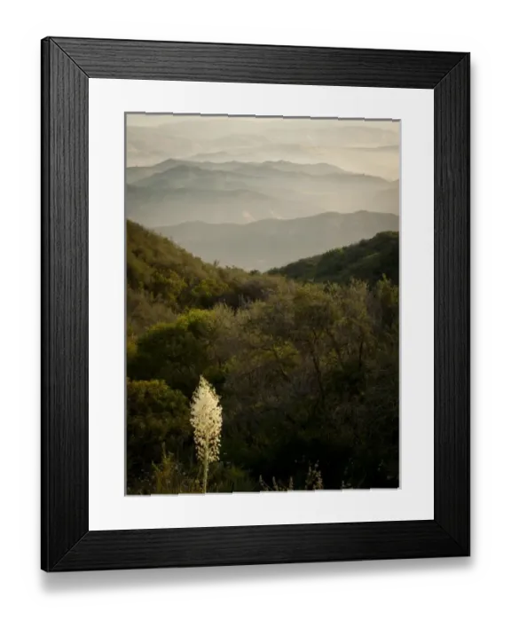 Framed Print : Yucca in chaparral, Santa Monica Mountains, California Framed Print : Yucca in chaparral, Santa Monica Mountains, California