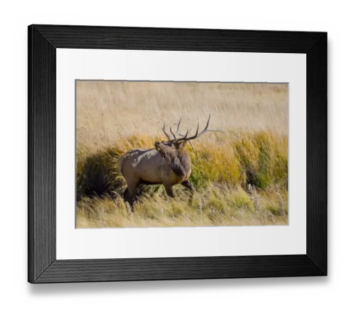 Framed Print : USA, North America, Colorado Framed Print : USA, North America, Colorado