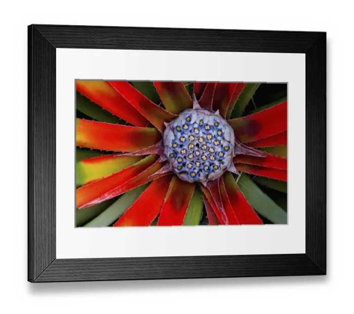 Framed Print : San Francisco Californias Golden Gate Park and the Conservatory of Flowers, Details
