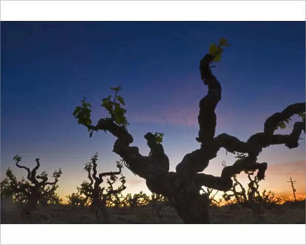 Zinfadel vines silhouetted against sunrise sky in Deaver Winery vineyards Gold country