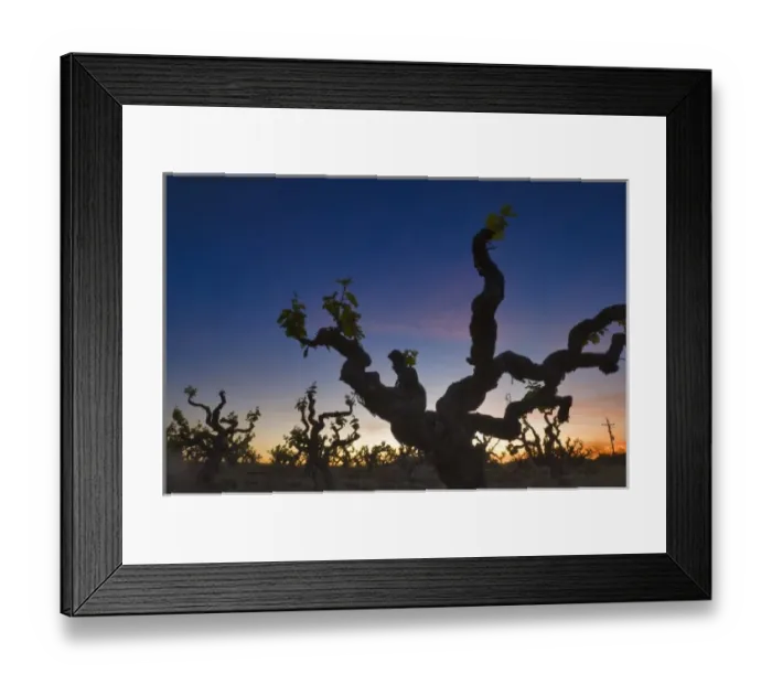 Framed Print : Zinfadel vines silhouetted against sunrise sky in Deaver Winery vineyards Gold country