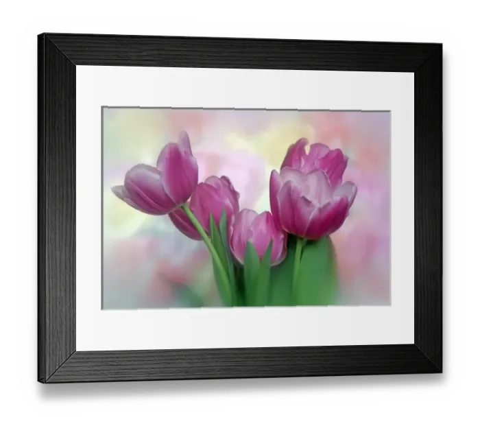 Framed Print : North America, USA, Florida, Orlando, pastel pink blooming tulips with a colorful Framed Print : North America, USA, Florida, Orlando, pastel pink blooming tulips with a colorful