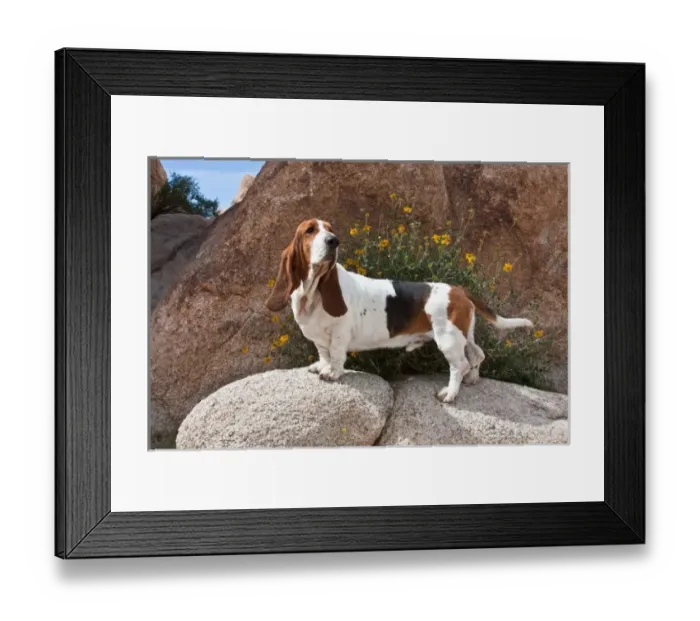 Framed Print : A Basset Hound standing on boulders at Joshua Tree National Park in California Framed Print : A Basset Hound standing on boulders at Joshua Tree National Park in California
