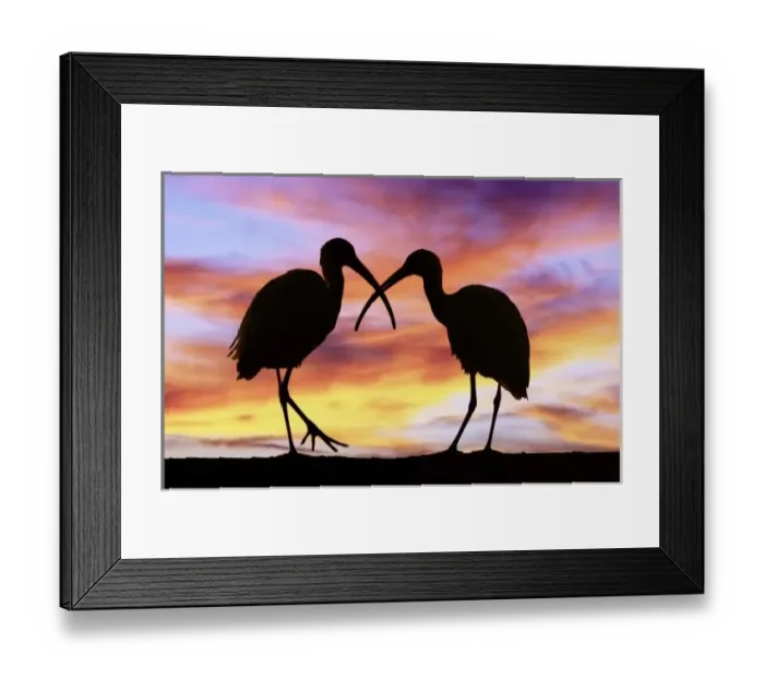 Framed Print : USA, North America, Florida Framed Print : USA, North America, Florida