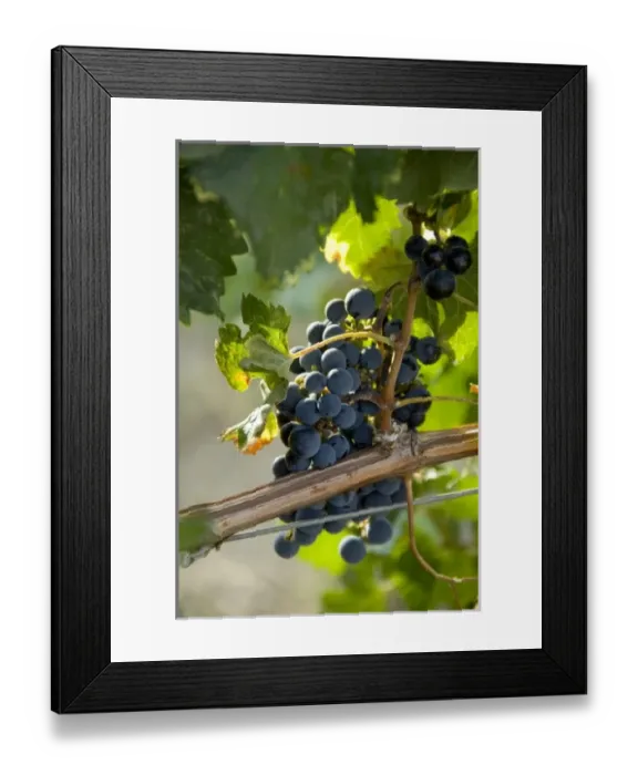 Framed Print : USA, North America, Colorado