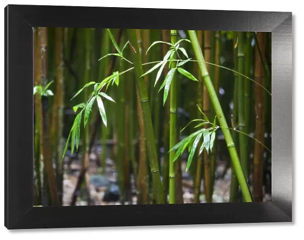Bamboo leaves and stalks in a bamboo forest - Haleakala National Park, Maui