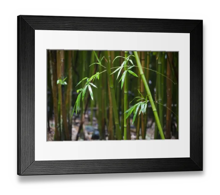 Framed Print : Bamboo leaves and stalks in a bamboo forest - Haleakala National Park, Maui Framed Print : Bamboo leaves and stalks in a bamboo forest - Haleakala National Park, Maui
