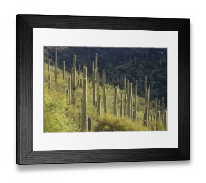 Framed Print : USA, North America, Arizona Framed Print : USA, North America, Arizona