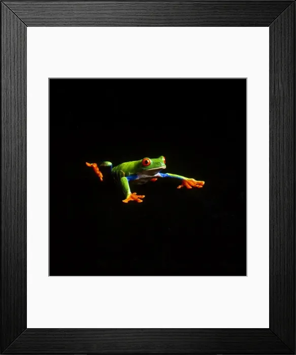 Framed Print : USA. Up close portraits of green tree frogs