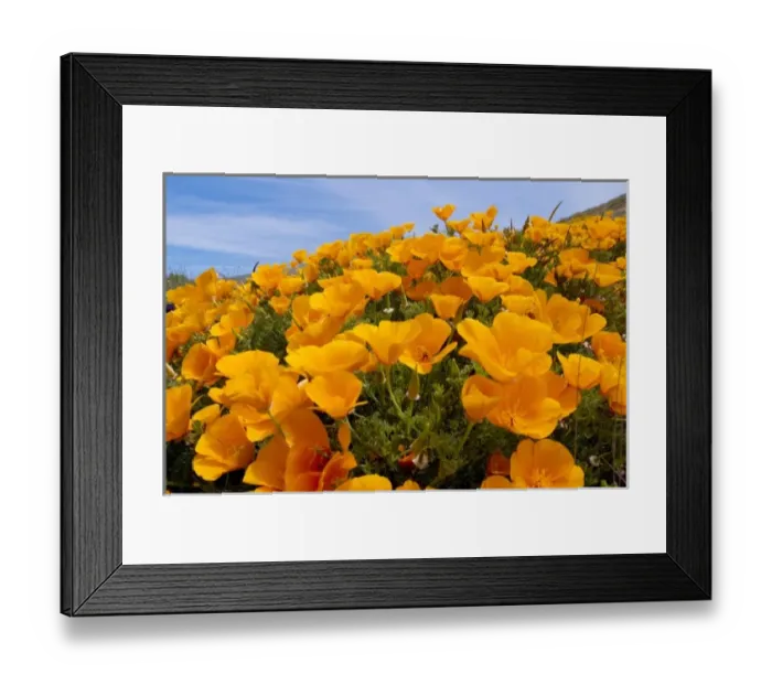 Framed Print : USA, North America, California