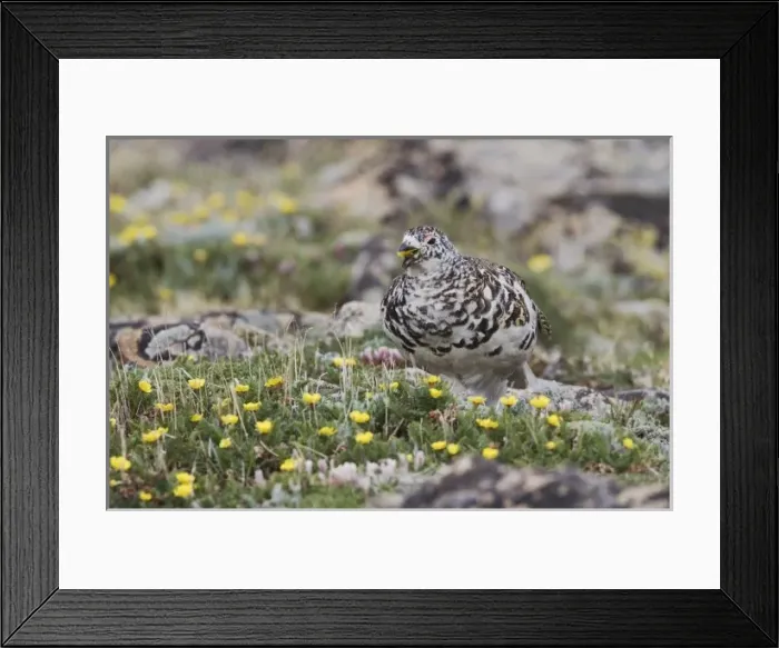 Framed Print : USA, North America, Colorado Framed Print : USA, North America, Colorado
