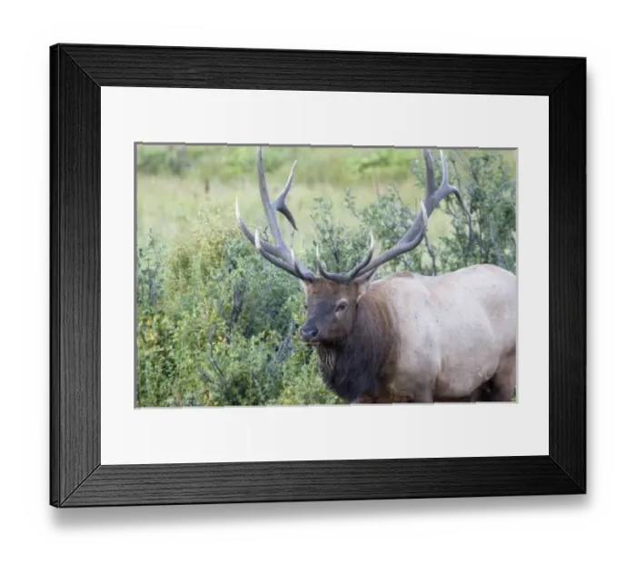 Framed Print : USA, North America, Colorado Framed Print : USA, North America, Colorado