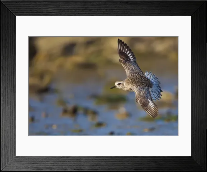 Framed Print : USA, California, Black-bellied Plover, flight, basic plumage Framed Print : USA, California, Black-bellied Plover, flight, basic plumage