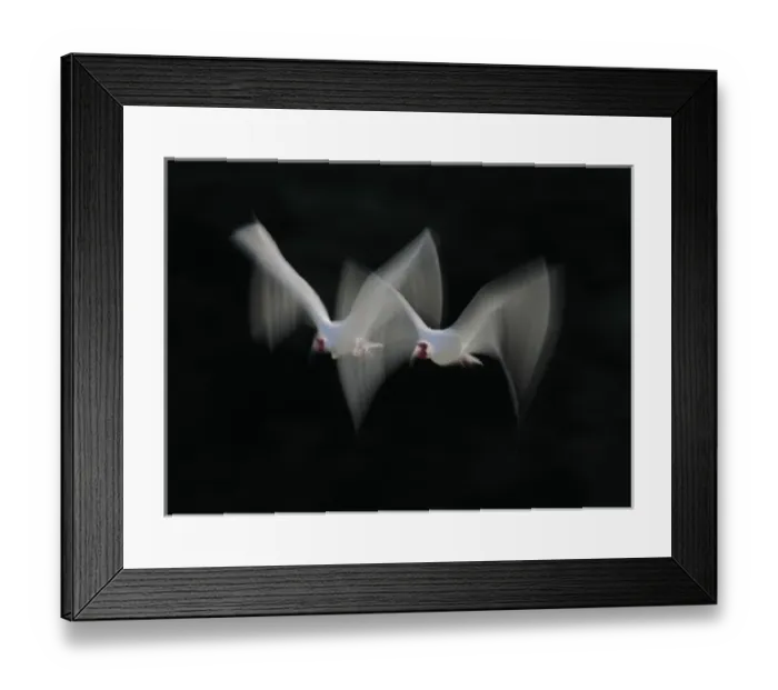 Framed Print : USA, Florida, Tampa Bay, Alafia Bank. White ibis pair blurred in flight Framed Print : USA, Florida, Tampa Bay, Alafia Bank. White ibis pair blurred in flight