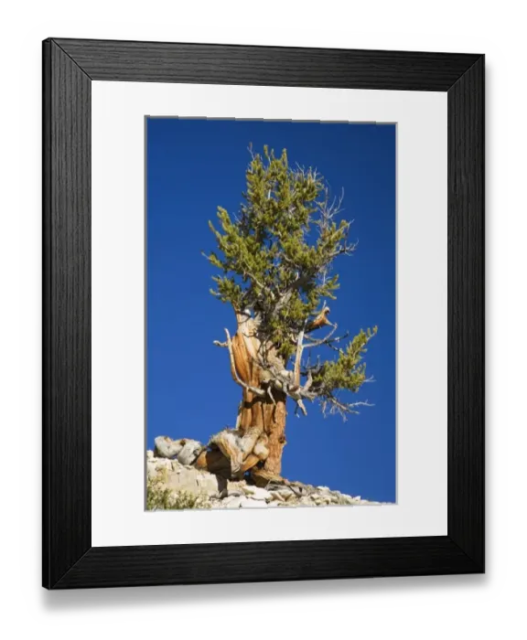 Framed Print : CA, Inyo NF, Schulman Grove, Ancient Bristlecone Pine Forest, Bristlecone Pine Framed Print : CA, Inyo NF, Schulman Grove, Ancient Bristlecone Pine Forest, Bristlecone Pine