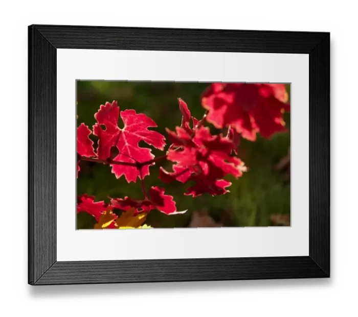 Framed Print : Bright reds and yellows of fall colored Cabernet Sauvignon vine leaves in front of