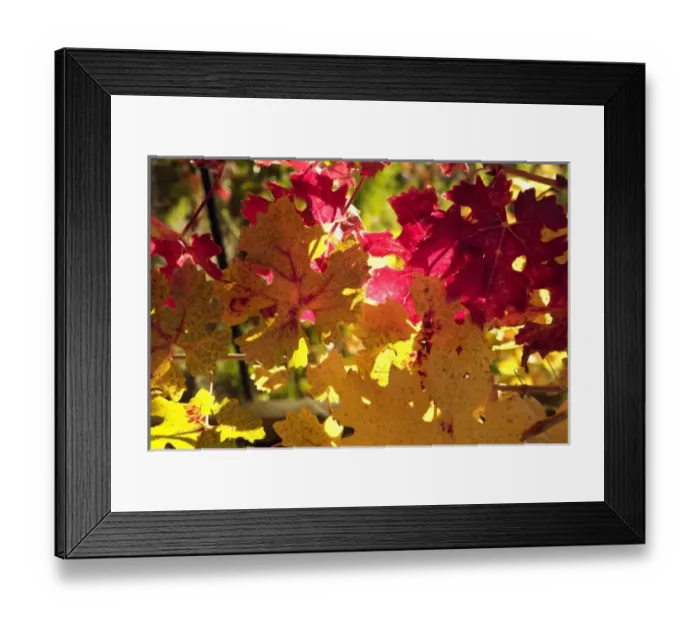 Framed Print : Bright reds and yellows of fall colored Cabernet Sauvignon vine leaves in front of Framed Print : Bright reds and yellows of fall colored Cabernet Sauvignon vine leaves in front of
