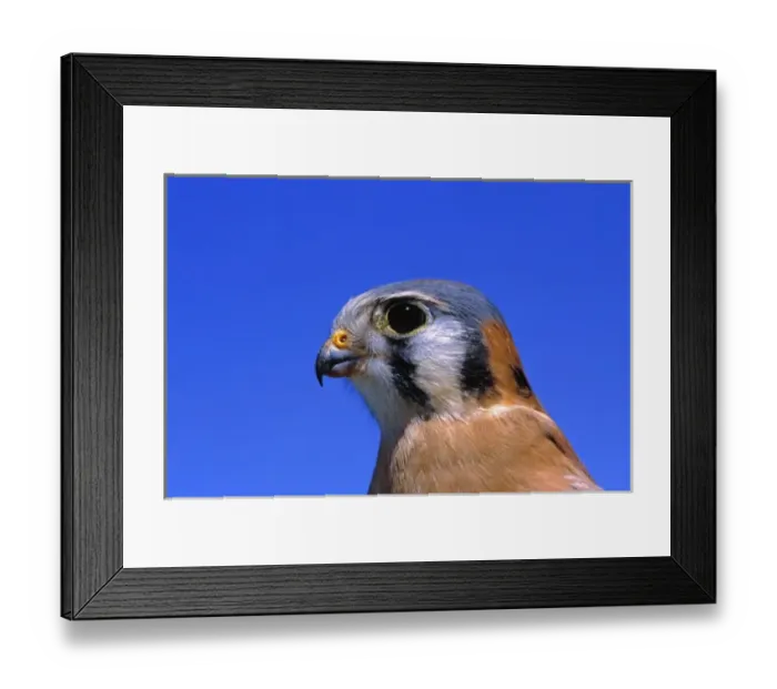 Framed Print : USA, Arizona. The American Kestral is an adaptable little falcon measuring between 9 and 12 inches Framed Print : USA, Arizona. The American Kestral is an adaptable little falcon measuring between 9 and 12 inches