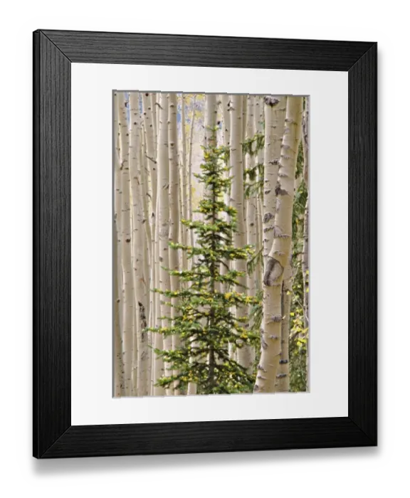 Framed Print : USA, North America, Colorado