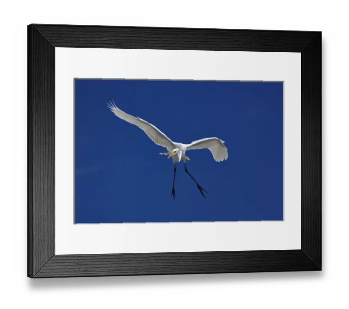 Framed Print : Great Egret in flight, Casmerodius albus, Sanibel Island, Florida