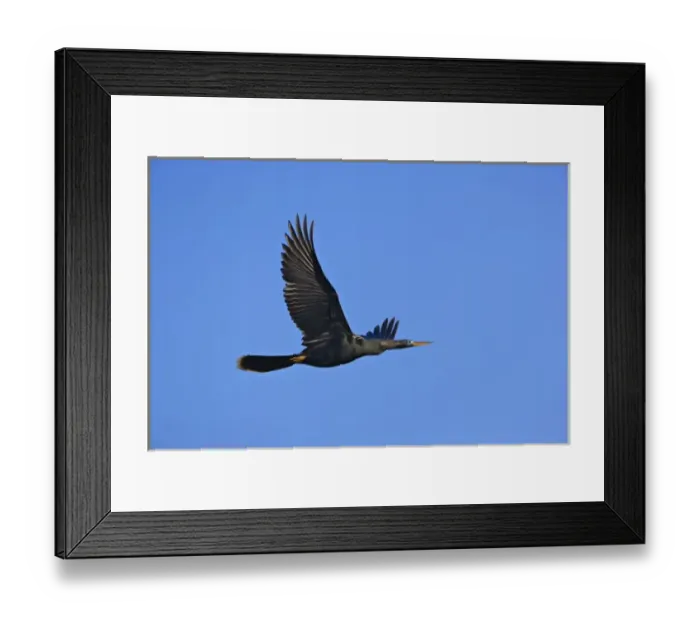 Framed Print : Anhinga in flight, Anhinga anhinga, Ding Darling National Wildlife Refuge, Sanibel Island Framed Print : Anhinga in flight, Anhinga anhinga, Ding Darling National Wildlife Refuge, Sanibel Island