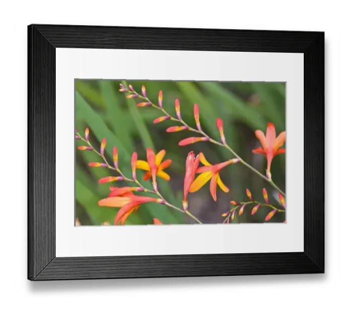 Framed Print : USA. Flowers near Pacific Coast Highway in northern California