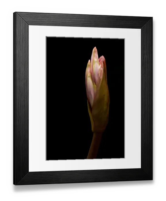 Framed Print : Naked ladies, Amaryllis belladonna, northern California Framed Print : Naked ladies, Amaryllis belladonna, northern California