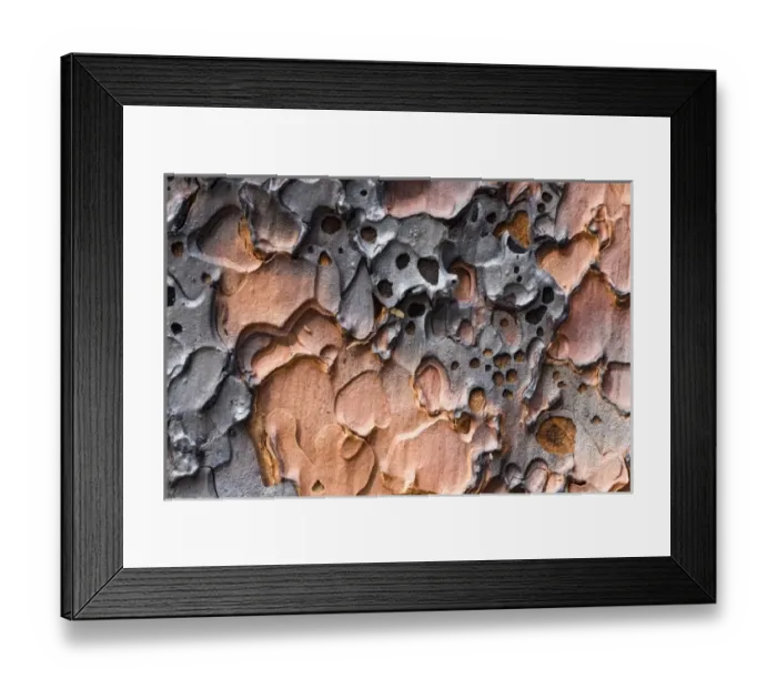Framed Print : Burnt bark of a Ponderosa Pine tree (Pinus ponderosa) after a controlled burn in Framed Print : Burnt bark of a Ponderosa Pine tree (Pinus ponderosa) after a controlled burn in