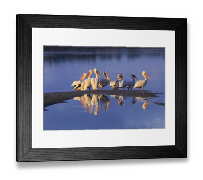 Framed Print : North America, USA, Florida, Sanibel Island, Ding Darling National Wildlife Refuge Framed Print : North America, USA, Florida, Sanibel Island, Ding Darling National Wildlife Refuge