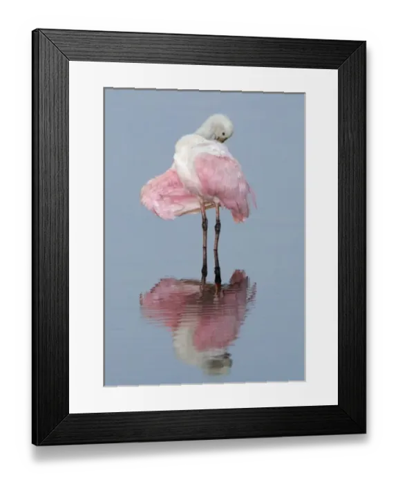 Framed Print : North America, USA, Florida, Merritt Island, young roseate spoonbill preening her Framed Print : North America, USA, Florida, Merritt Island, young roseate spoonbill preening her