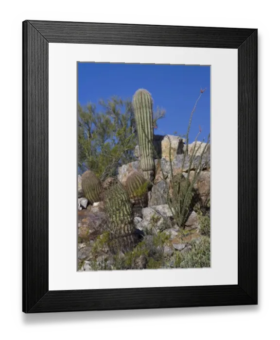 Framed Print : Variety of Cactus, Littleleaf paloverde, Compass Barrel Cactus, Ocotillo Cactus, Saguaro Cactus Framed Print : Variety of Cactus, Littleleaf paloverde, Compass Barrel Cactus, Ocotillo Cactus, Saguaro Cactus