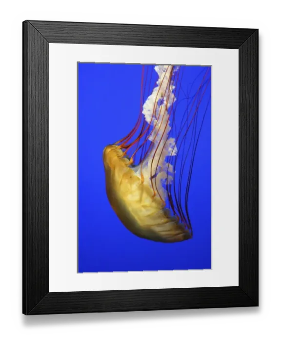 Framed Print : USA, California, Monterey Bay Aquarium. Sea Nettle (Chrysaora fuscescens) floats