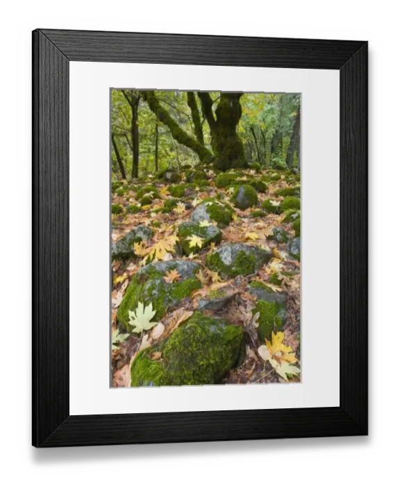 Framed Print : USA, North America, California