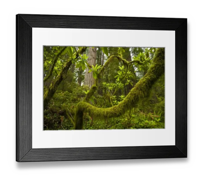 Framed Print : USA, North America, California Framed Print : USA, North America, California