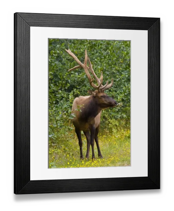 Framed Print : USA, North America, California