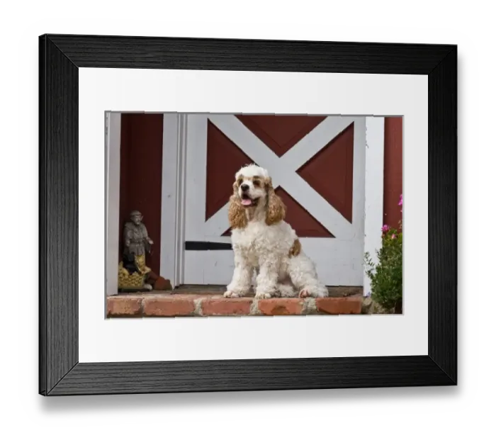 Framed Print : A Cavalier King Charles Spaniel sitting on the front porch with a red and white door