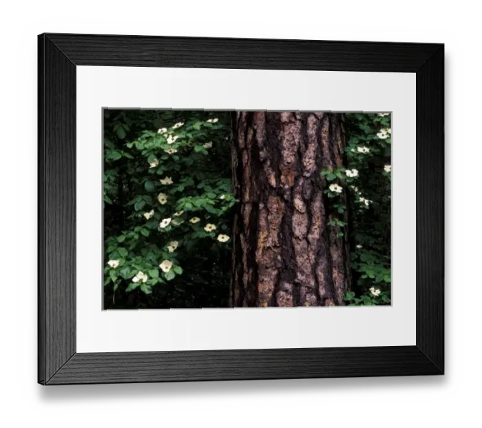 Framed Print : North America, USA, California, Yosemite National Park. Dogwood flowers Framed Print : North America, USA, California, Yosemite National Park. Dogwood flowers
