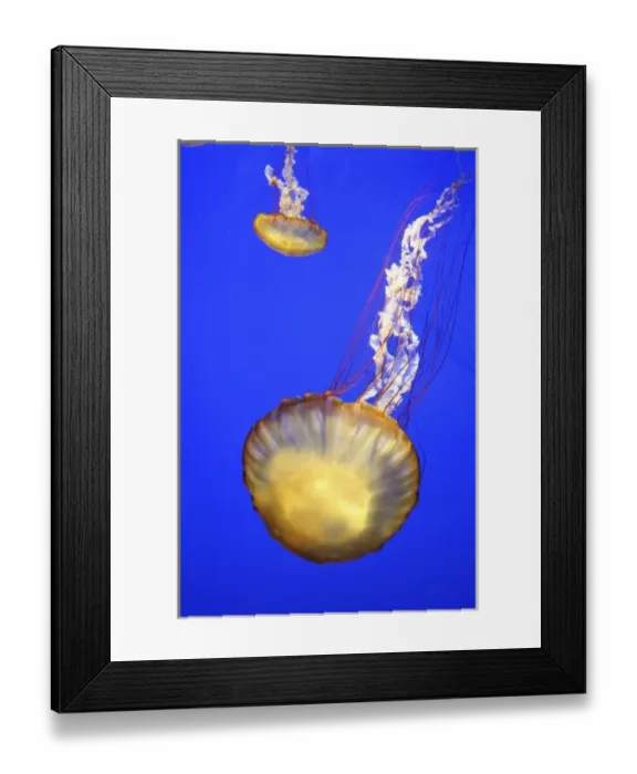 Framed Print : USA. California, Monterey Bay Aquarium. Sea Nettle (Chrysaora fuscescens) floats Framed Print : USA. California, Monterey Bay Aquarium. Sea Nettle (Chrysaora fuscescens) floats