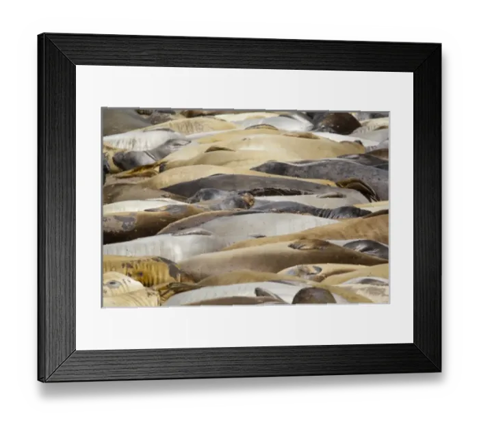 Framed Print : USA, North America, California