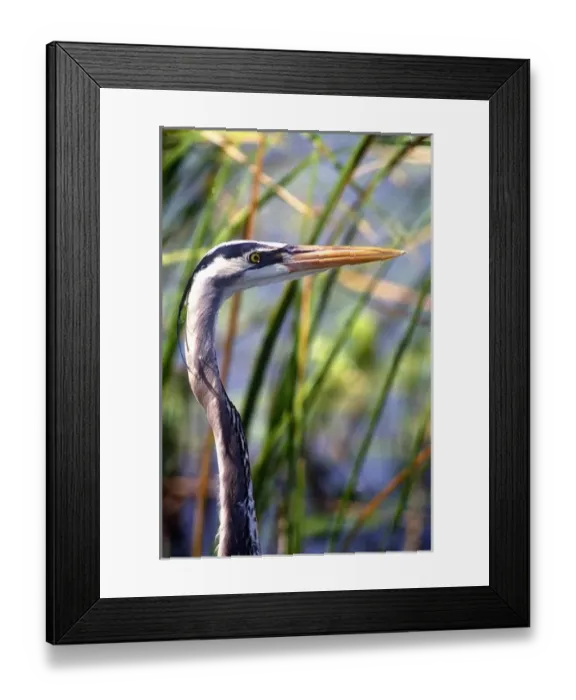 Framed Print : USA, North America, Florida Framed Print : USA, North America, Florida