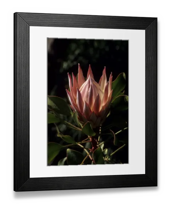 Framed Print : California: Ojal, Taft Ranch, ICEC, king protea (Protea cynaroides), February PR71 Framed Print : California: Ojal, Taft Ranch, ICEC, king protea (Protea cynaroides), February PR71