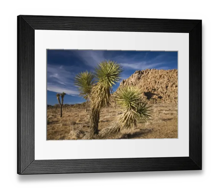 Framed Print : USA, California, Joshua Tree National Park. Joshua Tree, yucca brevifolia, in Hidden Valley Framed Print : USA, California, Joshua Tree National Park. Joshua Tree, yucca brevifolia, in Hidden Valley