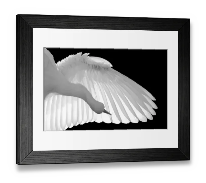 Framed Print : North America, USA, Florida, St. Augustine, Black and White backlit capture of a Framed Print : North America, USA, Florida, St. Augustine, Black and White backlit capture of a