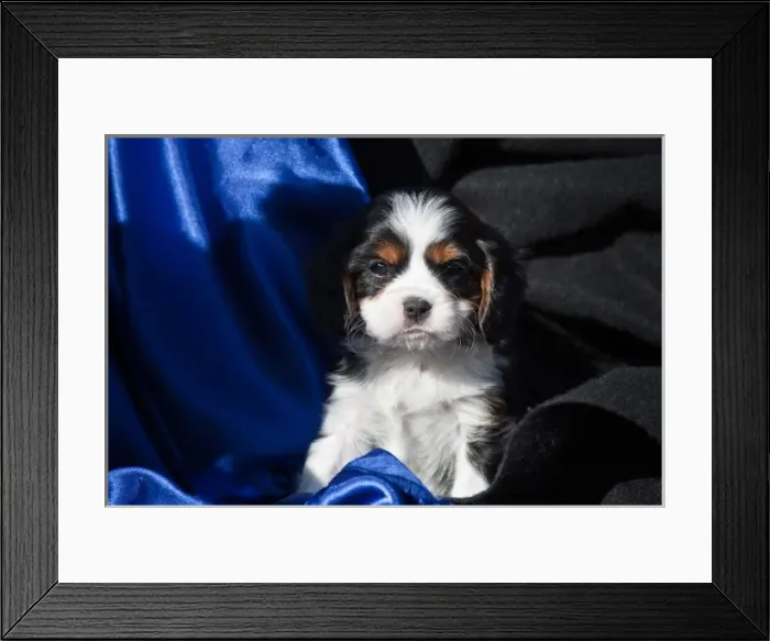 Framed Print : A Cavalier King Charles Spaniel puppy sitting with blue and black background Framed Print : A Cavalier King Charles Spaniel puppy sitting with blue and black background