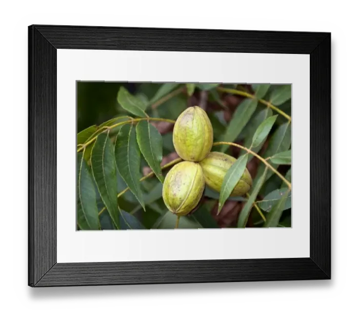Framed Print : USA, North America, Georgia Framed Print : USA, North America, Georgia